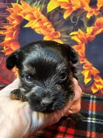 Yorkipoo baby!, a female Yorkshire Terrier and Poodle - Toy  for sale in Penrose, CO – 9 of 10
