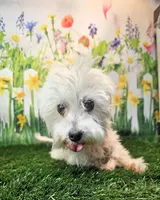 Orchid, a female Maltese for sale in Penrose, CO – 4 of 9
