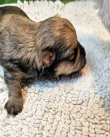 Oscar, a male Poodle - Toy  and Morkie for sale in Penrose, CO – 3 of 10