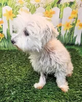Orchid, a female Maltese for sale in Penrose, CO – 4 of 10