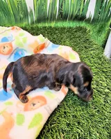 Felix, a male Yorkipoo and Yorkshire Terrier for sale in Penrose, CO – 6 of 10