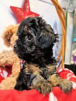 Yorkiepoo pup, a male Yorkipoo and Yorkshire Terrier for sale in Penrose, CO – 5 of 5