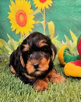 Fraiser, a male Yorkshire Terrier for sale in Penrose, CO – 10 of 10