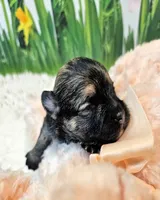 Morkie puppy Beautiful colors Moppy, a female Poodle - Toy  and Morkie for sale in Penrose, CO – 9 of 10