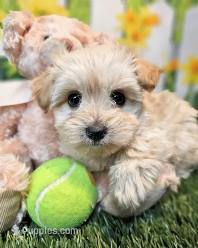 Sawyer – Havanese, Maltese puppy for sale in Penrose, CO