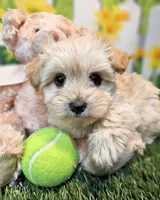 Sawyer, a male Havanese and Maltese for sale in Penrose, CO – 1 of 6