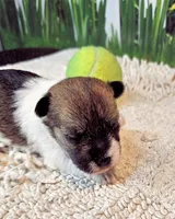 Sammy, a male Maltese and Poodle - Toy  for sale in Penrose, CO – 6 of 10
