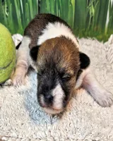 Sammy, a male Maltese and Poodle - Toy  for sale in Penrose, CO – 9 of 10