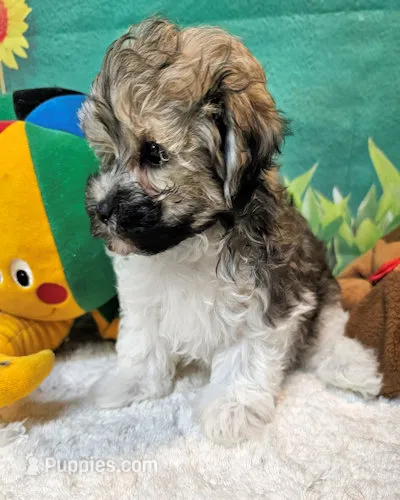 Peanut – Maltipoo puppy for sale in Penrose, CO