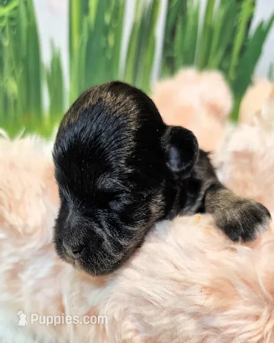 Orielle – Maltese, Morkie puppy for sale in Penrose, CO