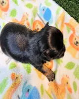 Farrah, a female Yorkshire Terrier and Poodle - Toy  for sale in Penrose, CO – 10 of 10