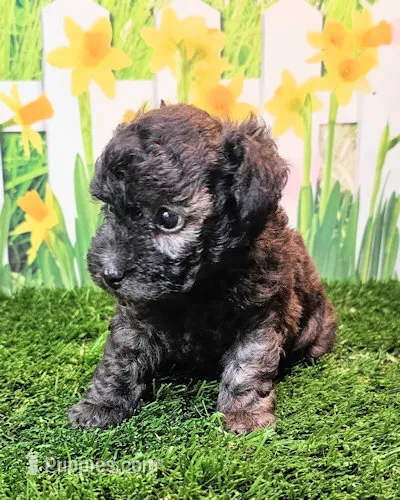 Paisleigh – Poodle - Toy  puppy for sale in Penrose, CO