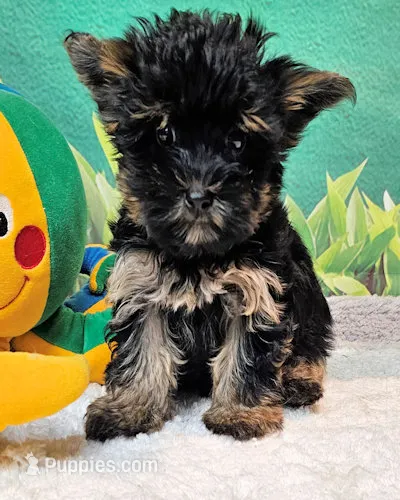 Yorkipoo baby! – Yorkshire Terrier, Poodle - Toy  puppy for sale in Penrose, CO