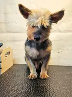 Franklin, a male Yorkshire Terrier for sale in Penrose, CO – Photo 2 of 6