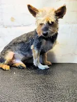 Franklin, a male Yorkshire Terrier for sale in Penrose, CO – Photo 3 of 6