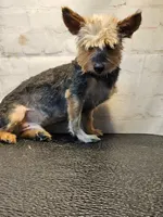 Franklin, a male Yorkshire Terrier for sale in Penrose, CO – Photo 1 of 6