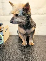 Franklin, a male Yorkshire Terrier for sale in Penrose, CO – Photo 4 of 6