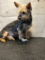 Franklin, a male Yorkshire Terrier for sale in Penrose, CO – Photo 5 of 6