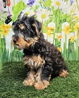 Fraiser, a male Yorkshire Terrier for sale in Penrose, CO – 2 of 8