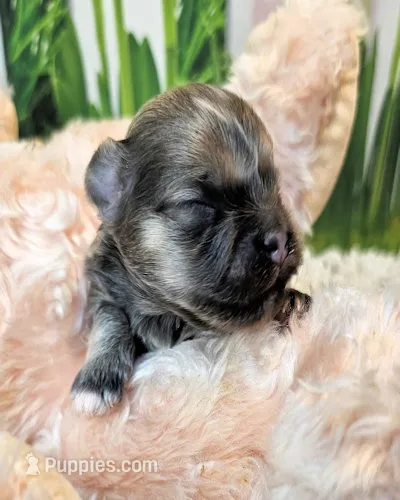 Olive – Poodle - Toy , Morkie puppy for sale in Penrose, CO