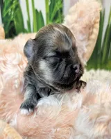 Olive, a female Poodle - Toy  and Morkie for sale in Penrose, CO – 1 of 10