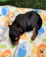 Felisha, a female Yorkshire Terrier for sale in Penrose, CO – 8 of 8