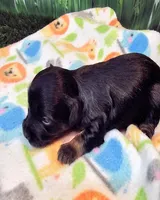 Felicity, a female Yorkipoo and Yorkshire Terrier for sale in Penrose, CO – 2 of 10