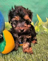 Jefferson, a male Yorkshire Terrier and Morkie for sale in Penrose, CO – 6 of 10