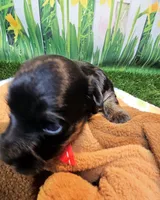 Flora, a female Yorkshire Terrier and Poodle - Toy  for sale in Penrose, CO – 4 of 10