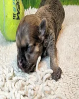 Olive, a female Poodle - Toy  and Morkie for sale in Penrose, CO – 10 of 10