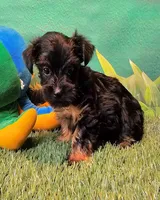 Yorkiepoo pup, a male Yorkipoo and Yorkshire Terrier for sale in Penrose, CO – 9 of 10