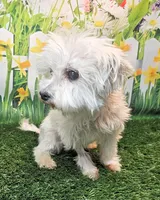 Orchid, a female Maltese for sale in Penrose, CO – 6 of 10