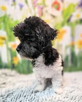 Milo, a male Maltese and Poodle - Toy  for sale in Penrose, CO – 3 of 10