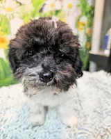 Milo, a male Maltese and Poodle - Toy  for sale in Penrose, CO – 8 of 10