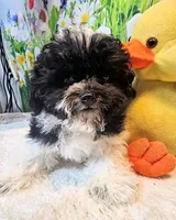 Milo, a male Maltese and Poodle - Toy  for sale in Penrose, CO – Photo 4 of 10