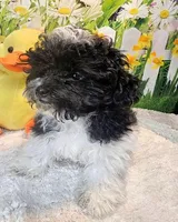 Milo, a male Maltese and Poodle - Toy  for sale in Penrose, CO – Photo 3 of 10