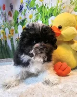 Milo, a male Maltese and Poodle - Toy  for sale in Penrose, CO – Photo 7 of 10