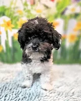 Milo, a male Maltese and Poodle - Toy  for sale in Penrose, CO – 6 of 10