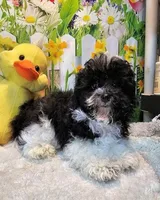 Milo, a male Maltese and Poodle - Toy  for sale in Penrose, CO – Photo 10 of 10