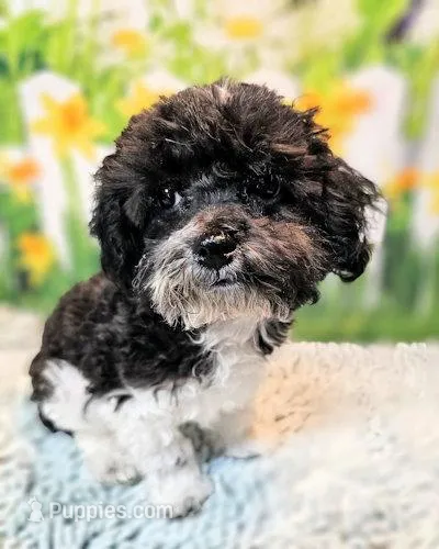 Milo – Maltese, Poodle - Toy  puppy for sale in Penrose, CO