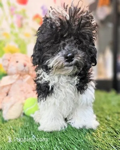 Milo – Maltese, Poodle - Toy  puppy for sale in Penrose, CO