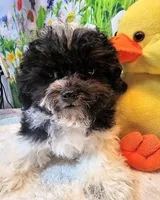 Milo, a male Maltese and Poodle - Toy  for sale in Penrose, CO – Photo 6 of 10