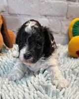 processed/b5363384-38d5-48f2-8b6f-9503981afe1f/listing/1330fc4a-0206-48dc-af64-63f9b7cfb1f6/8d778fc1-da0b-473c-8f8a-ab76ef25171d