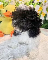 Milo, a male Maltese and Poodle - Toy  for sale in Penrose, CO – Photo 2 of 10