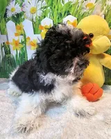 Milo, a male Maltese and Poodle - Toy  for sale in Penrose, CO – Photo 8 of 10