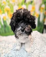Milo, a male Maltese and Poodle - Toy  for sale in Penrose, CO – 10 of 10