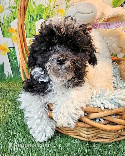 Milo – Maltese, Poodle - Toy  puppy for sale in Penrose, CO