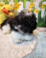 Milo, a male Maltese and Poodle - Toy  for sale in Penrose, CO – Photo 9 of 10