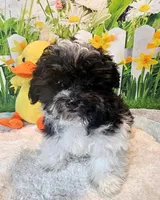 Milo, a male Maltese and Poodle - Toy  for sale in Penrose, CO – Photo 1 of 10