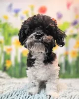 Milo, a male Maltese and Poodle - Toy  for sale in Penrose, CO – 4 of 10